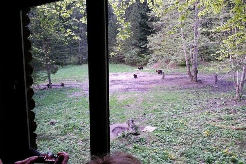 Brown Bears in the Wild Transylvania 4