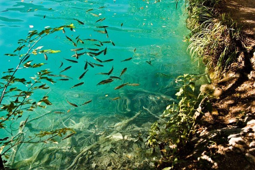 Une étendue d’eau claire où l’on trouve des poissons, des plantes aquatiques et une rive rocheuse. 2