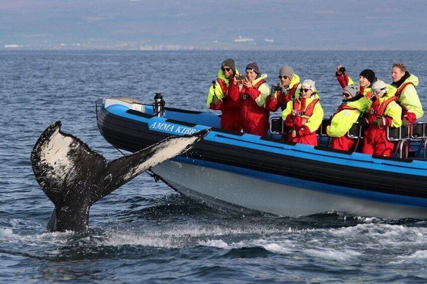 Original Big Whale Safari & Puffins from Húsavík