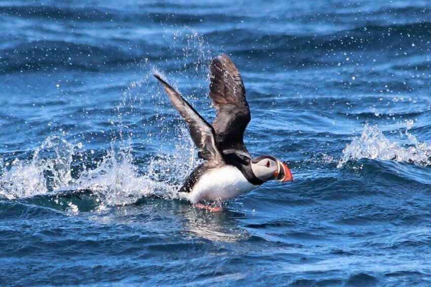 Original Big Whale Safari & Puffins from Húsavík