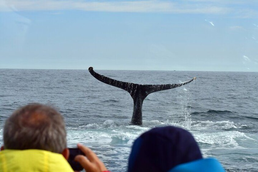 Húsavík Traditional Whale Watching by Local Family Company 3