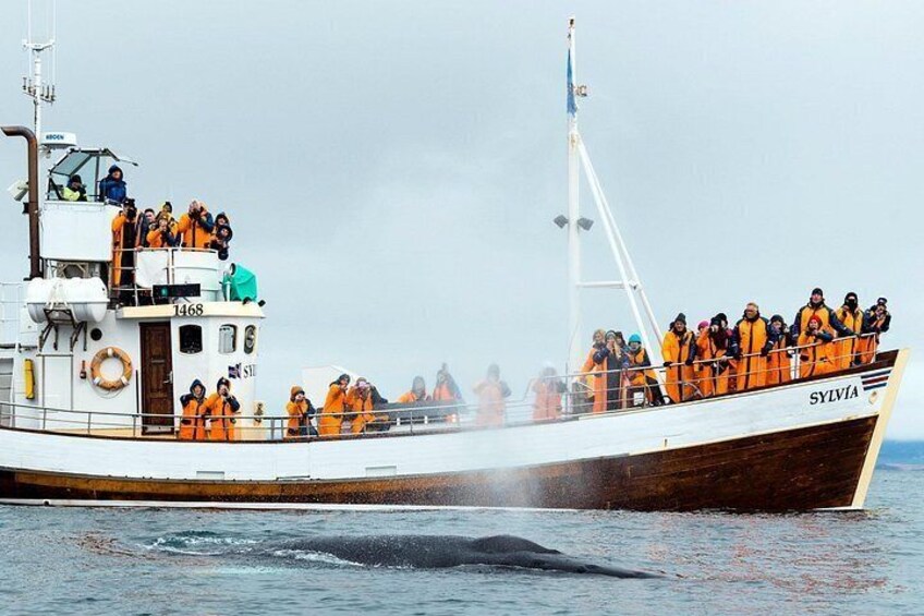 Húsavík Traditional Whale Watching by Local Family Company 2