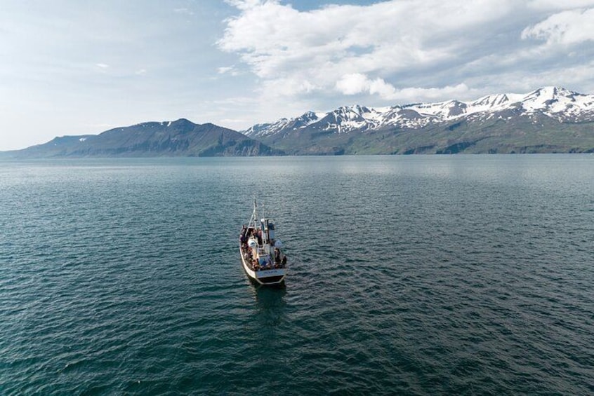 Húsavík Traditional Whale Watching by Local Family Company 4