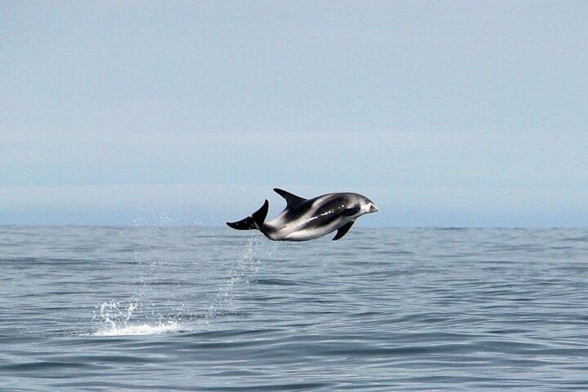 Húsavík Traditional Whale Watching by Local Family Company 2