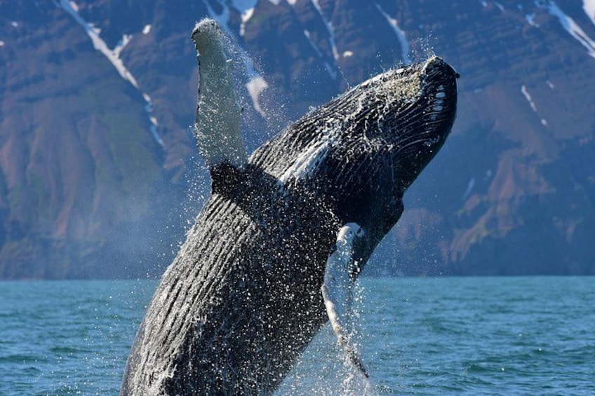 Húsavík Traditional Whale Watching by Local Family Company 5