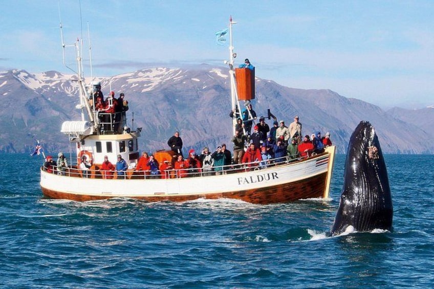 Un barco llamado FALDR con pasajeros y una ballena rompiendo la superficie del agua. 3