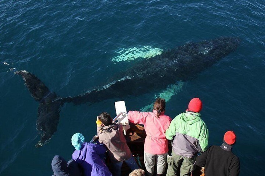 Húsavík Traditional Whale Watching by Local Family Company 3