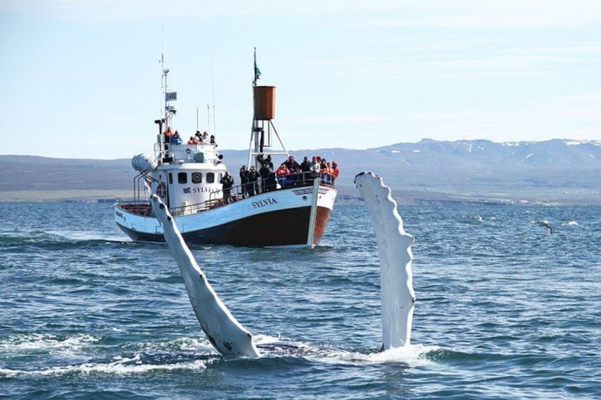 A boat with people on board, a whale breaching, and a mountainous landscape in the background. 4