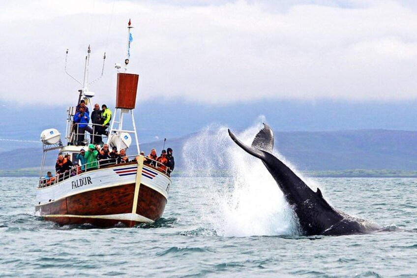 A boat named 'FALDR' with people on board, a whale breaching the water, and a mountainous landscape in the background. 1