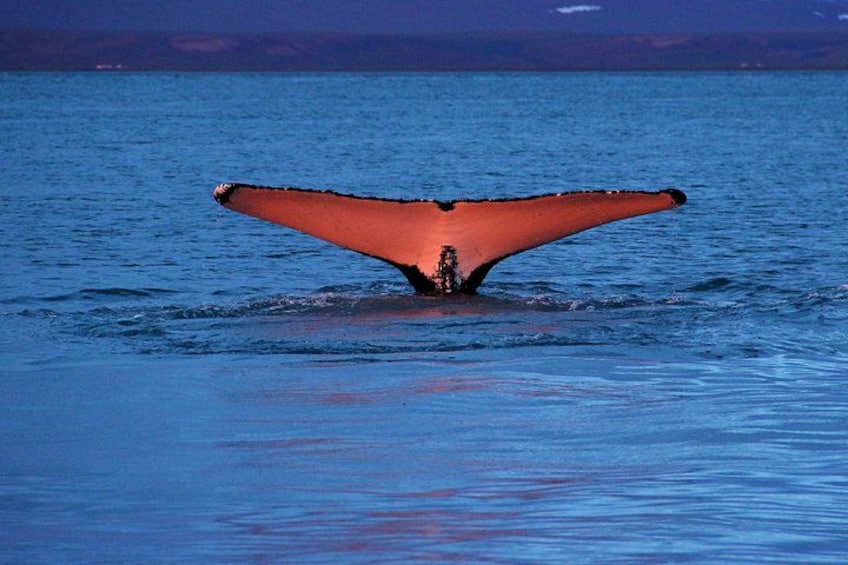 Una ballena con sus aletas de cola emergiendo del agua. 5