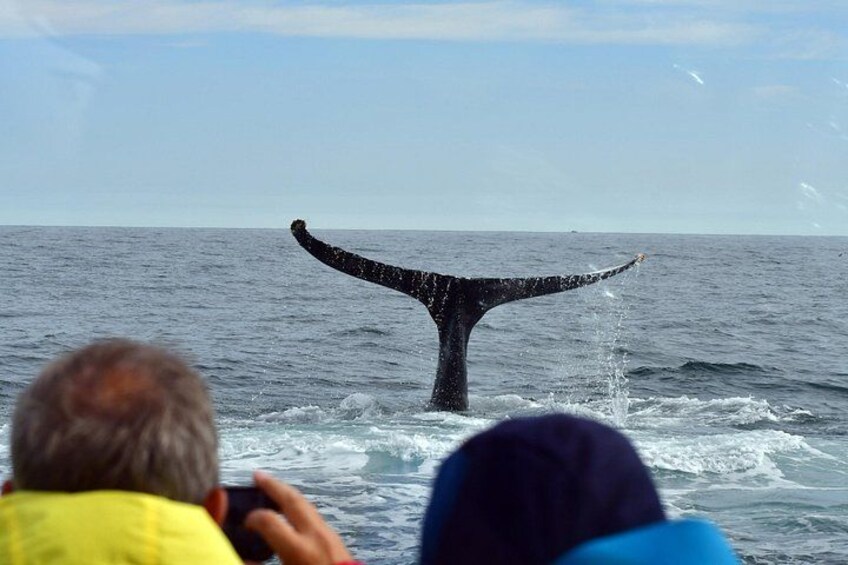Húsavík Traditional Whale Watching by Local Family Company 3