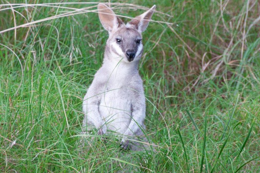 Pademelon in the wild 4