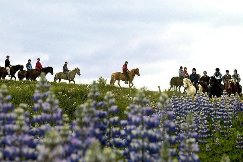 Laxnes Farm, Lupines 3