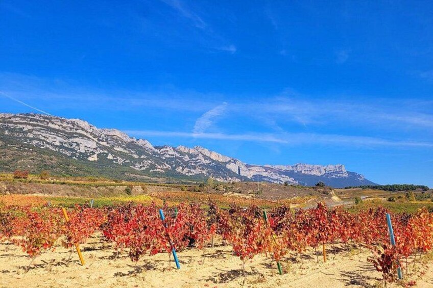 Semi-Private Rioja Tour of 3 Premium Wineries from Bilbao 2