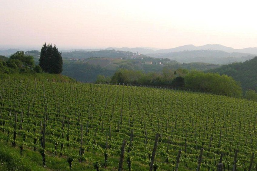 Collio 4