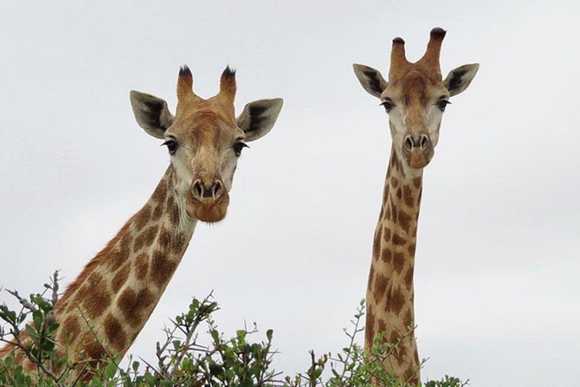 To giraffer står i et naturligt landskab med sparsom vegetation. 1