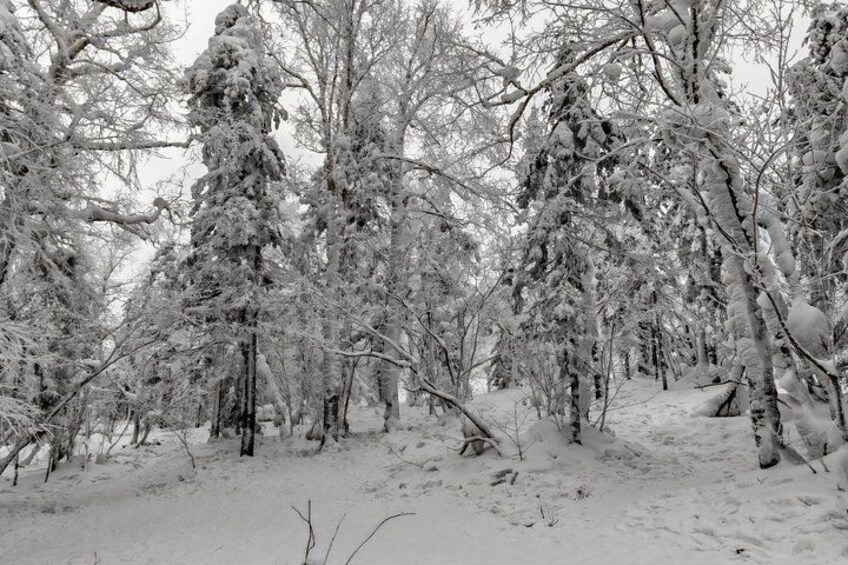 A snowy forest with tall trees covered in snow. 2