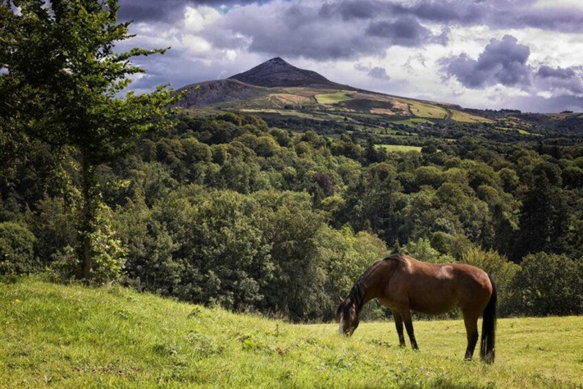 Dublin to Powerscourt, Wicklow, Glendalough Private Guided Tour 4