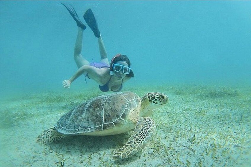 Una persona practica snorkel junto a una tortuga marina. 2