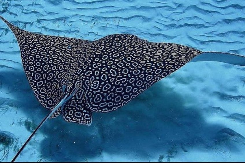Full-Day Snorkeling Tour to Culebra Island with Lunch 2