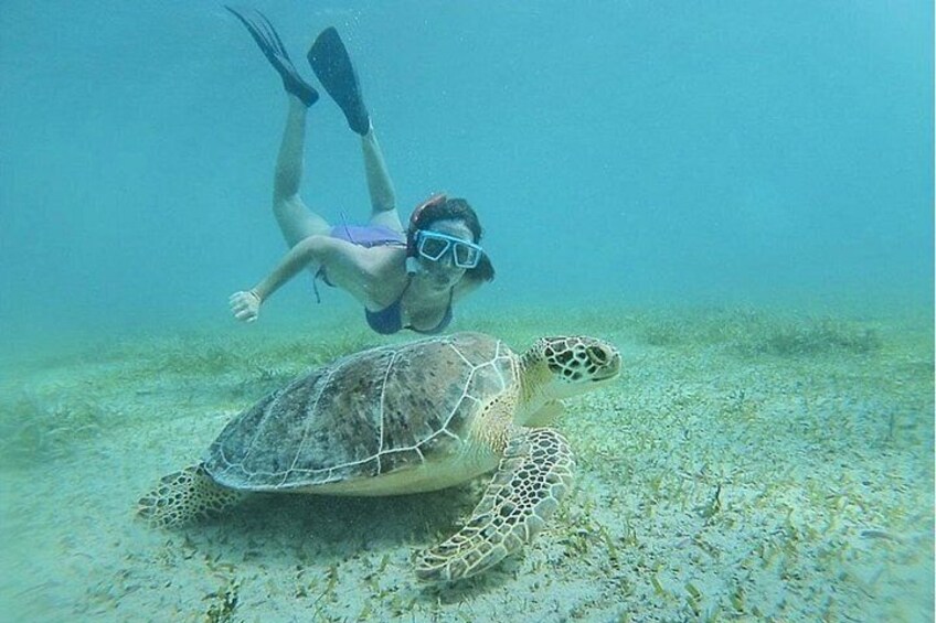 Snorkeling Tour to Vieques Island only 30 minutes away! 2