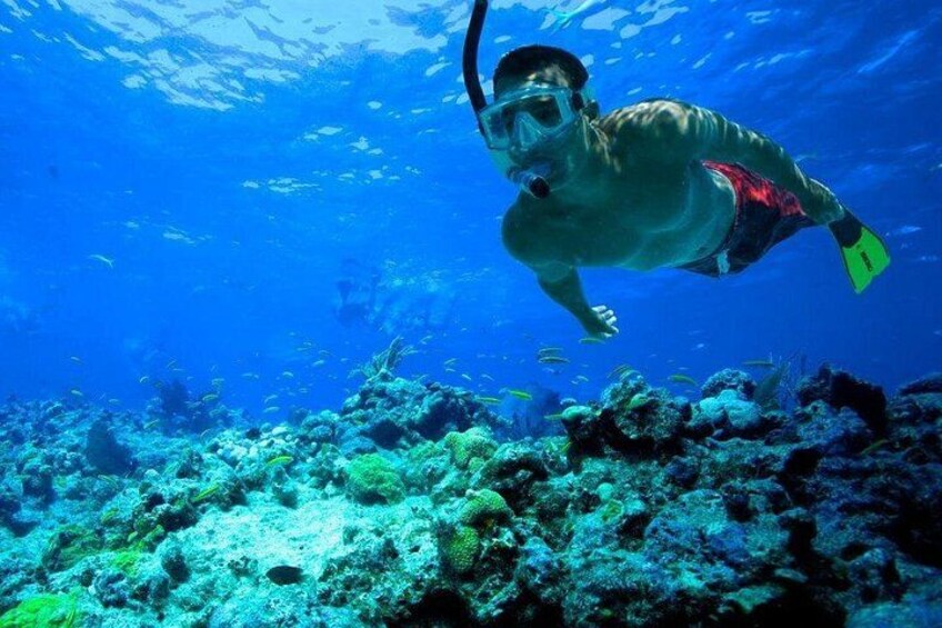 Una persona practica snorkel bajo el agua, con un arrecife de coral y peces en el fondo. 4