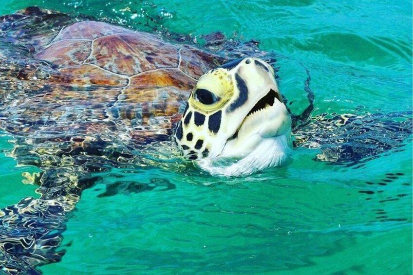 A sea turtle swimming in clear blue water. 1