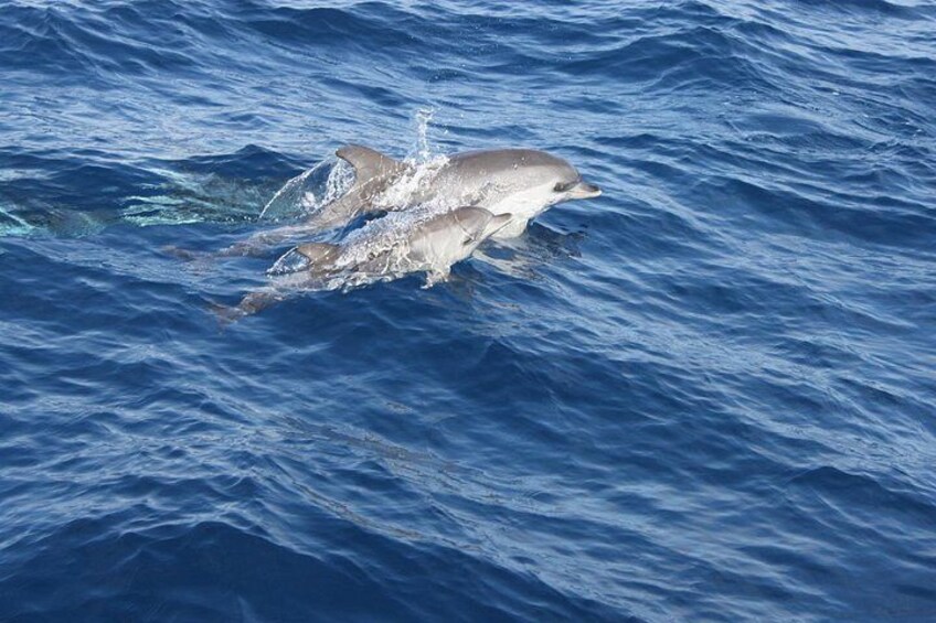 Dolphin Sightings 2