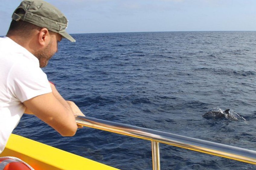 En mand på en båd, der betragter en delfin i havet. 5