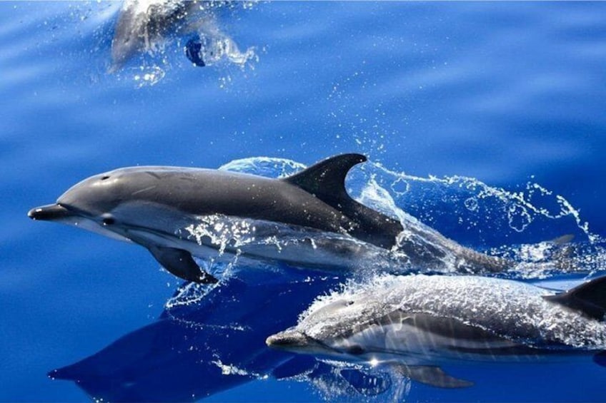 Dolphin Sightings 3