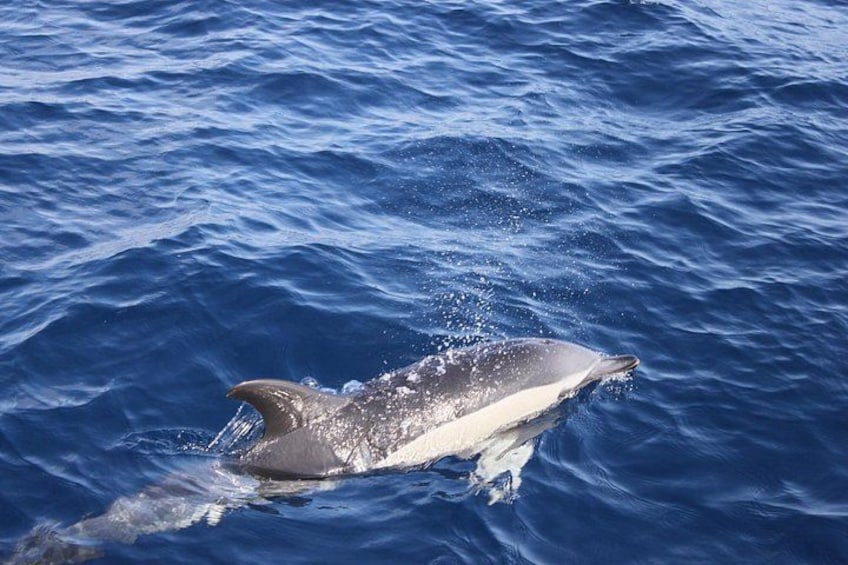 En delfin svømmer i havet. 3