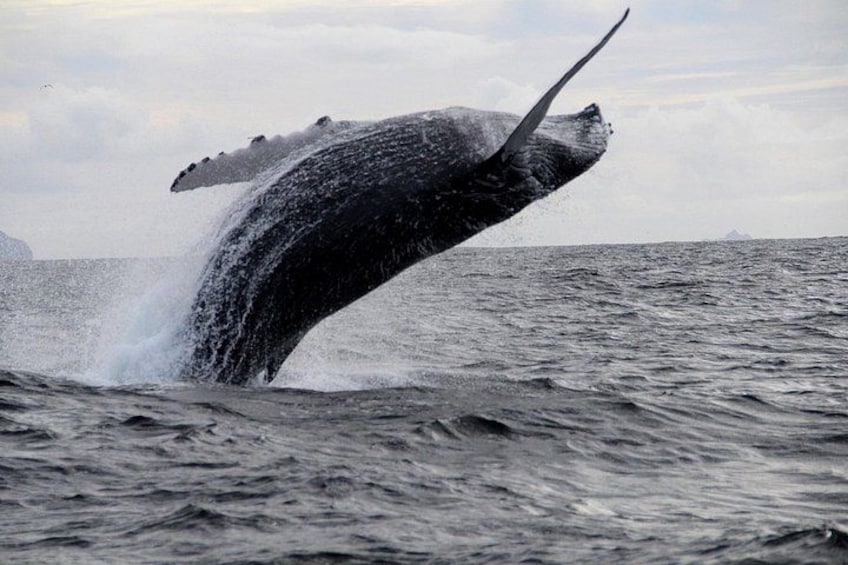 Humpback whale breaching in Dingle bay 2