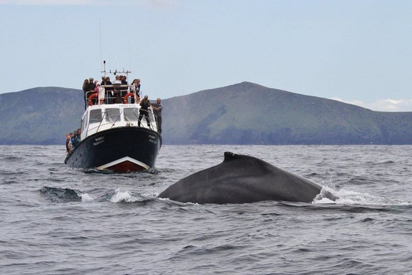 Humpback whale on bow of whale watch boat "Blasket Princess" 4