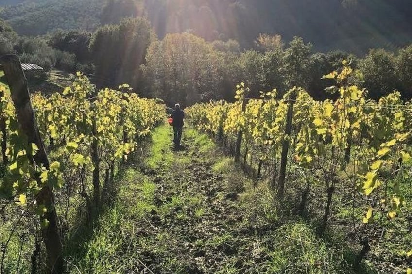 Viñedo con hileras de vides y una persona caminando entre ellas. 2