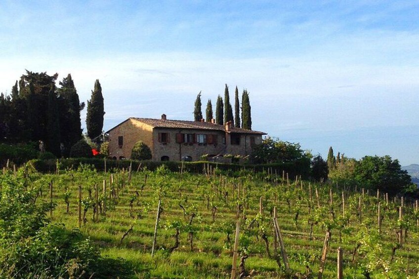 Un viñedo con hileras de vides, una casa de piedra y altos cipreses al fondo. 5