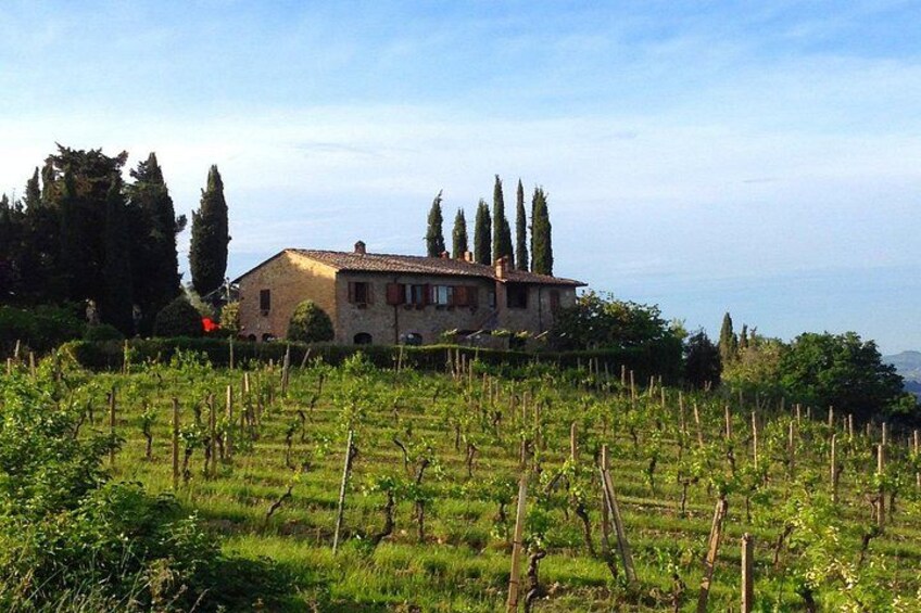 Un vignoble avec des rangées de vignes, une maison en pierre et, au fond, de grands cyprès. 3