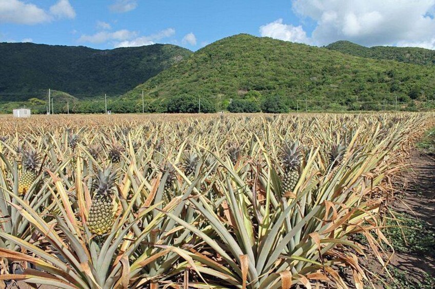 Antigua Black Pineapple Farm 2
