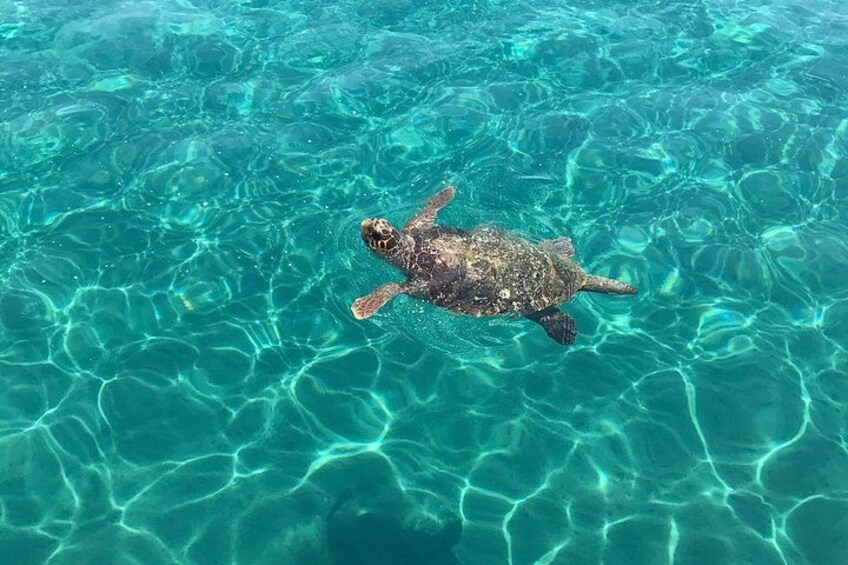 Una tortuga marina nadando en aguas azul cristalino. 3