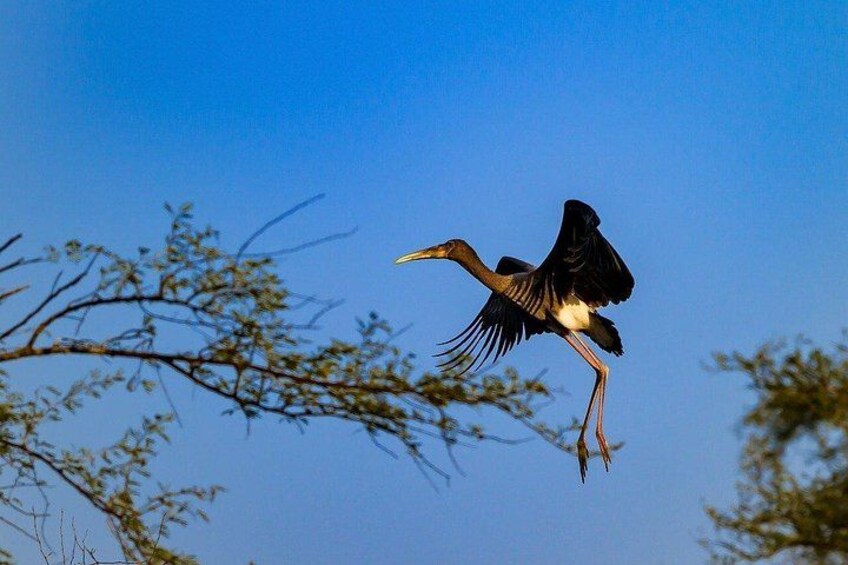 A bird in flight with outstretched wings against a clear sky. 2