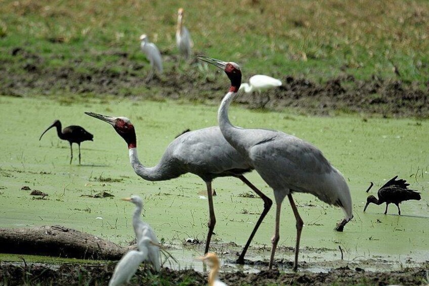 Two large birds with long legs and necks standing in a wetland area with other birds in the background. 5
