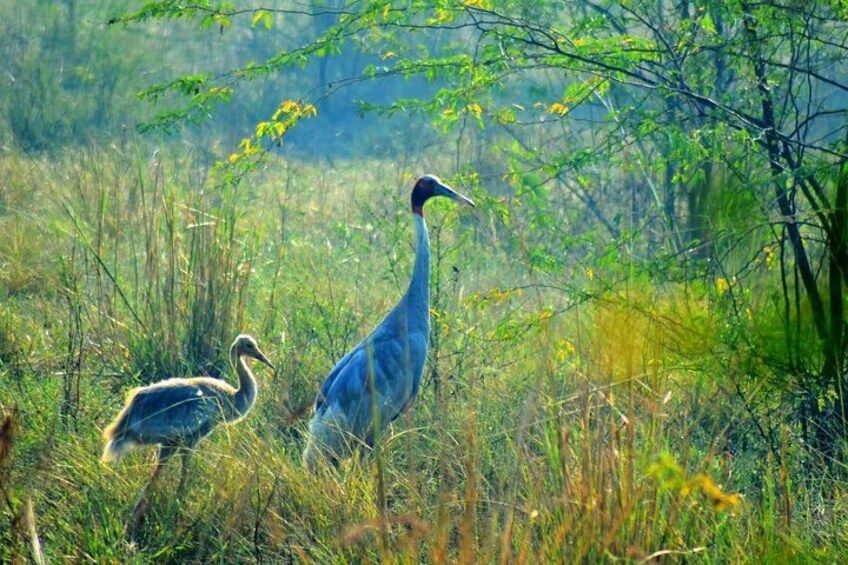 A bird in a grassy field with a smaller bird nearby. 5