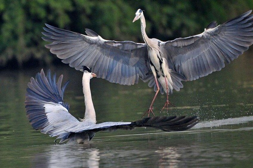 Two birds with outstretched wings flying over water. 3