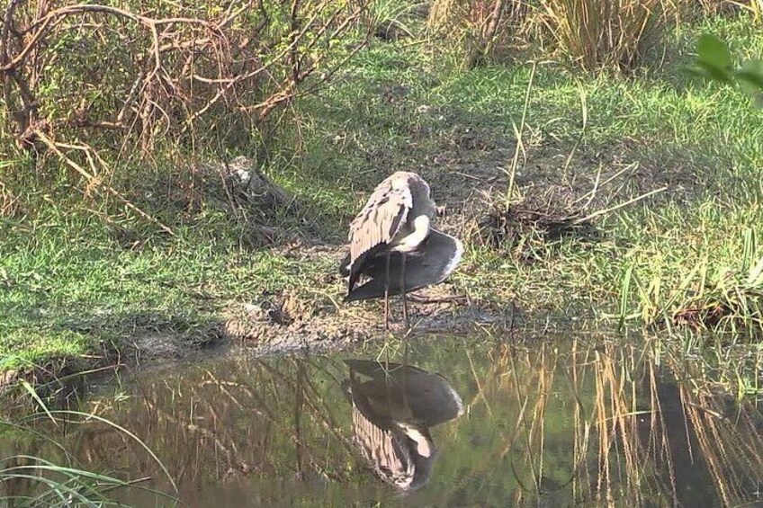 A bird standing in shallow water with reflections of the surrounding vegetation. 4