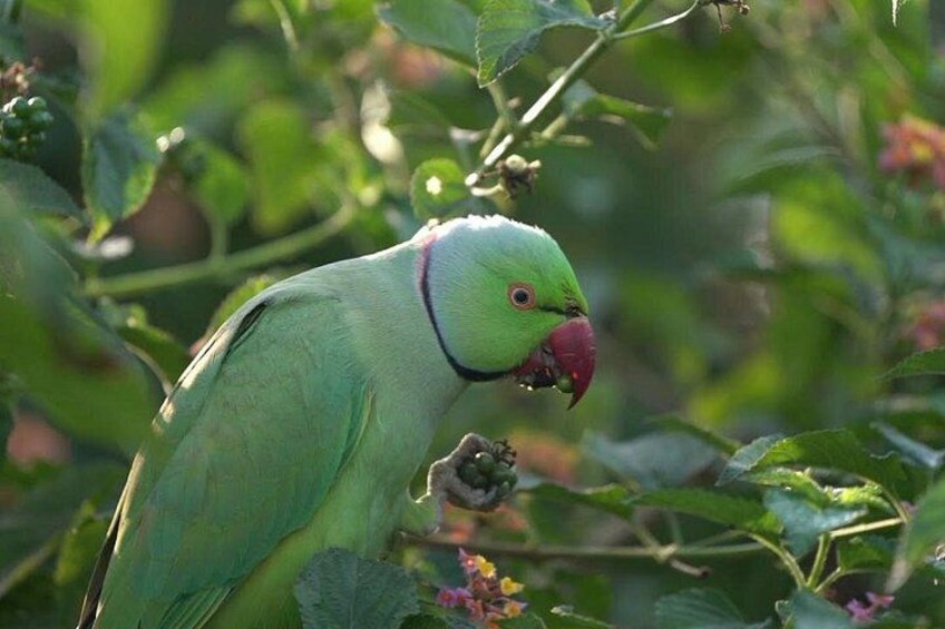 Private Keoladeo National Park Tour sightseeing - All Inclusive 3