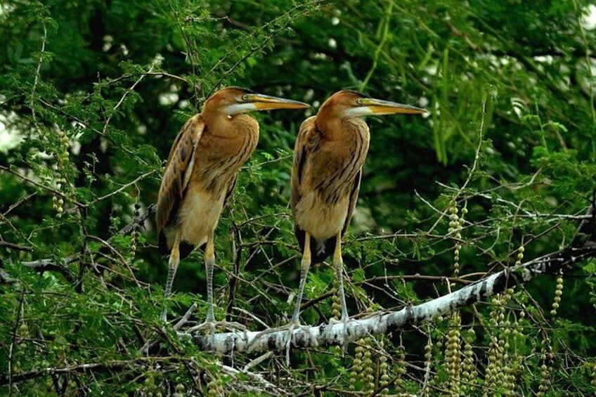 Private Keoladeo National Park Tour sightseeing - All Inclusive 2