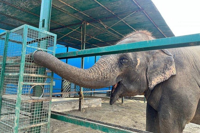 An elephant in a pen with a metal fence and a blue structure in the background. 4