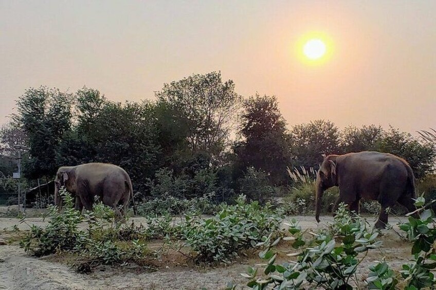 From Agra: Elephant Rescue Center Visits by AC Vehicle transfers 3