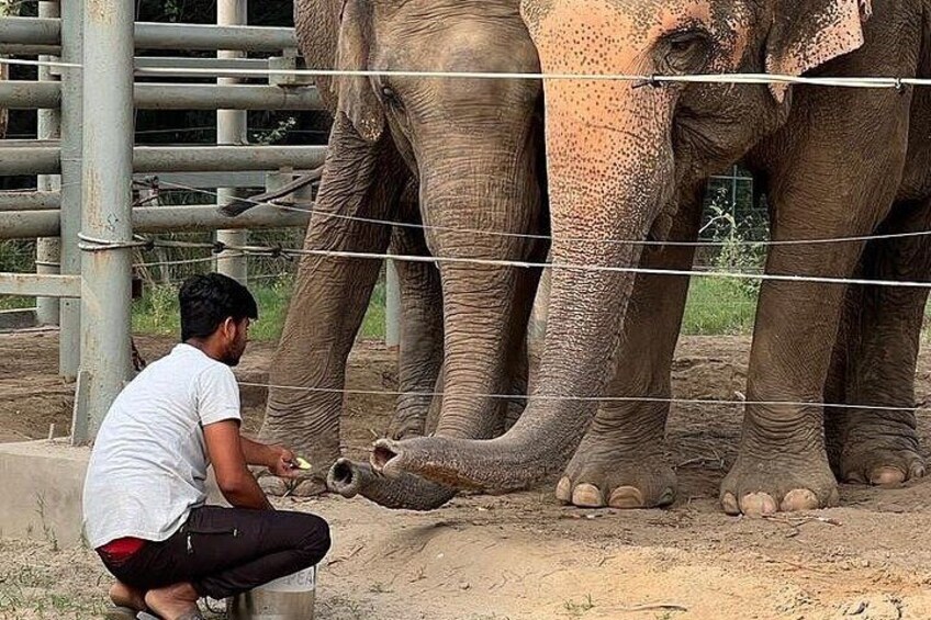 From Agra: Elephant Rescue Center Visits by AC Vehicle transfers 1