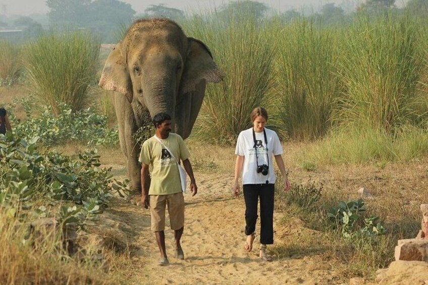 From Agra: Elephant Rescue Center Visits by AC Vehicle transfers 2