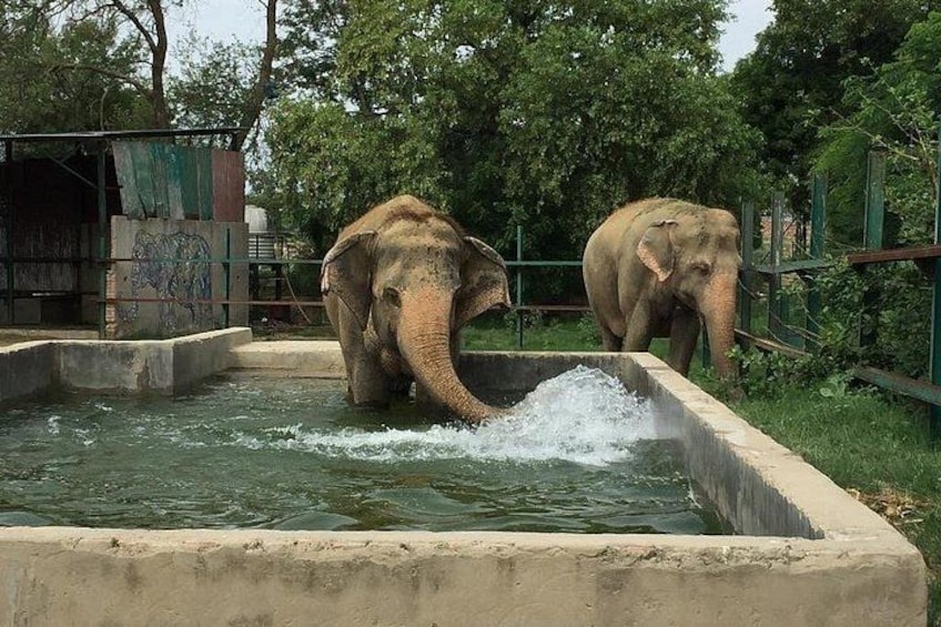 Two elephants in a water enclosure with a concrete border and a metal fence. 5